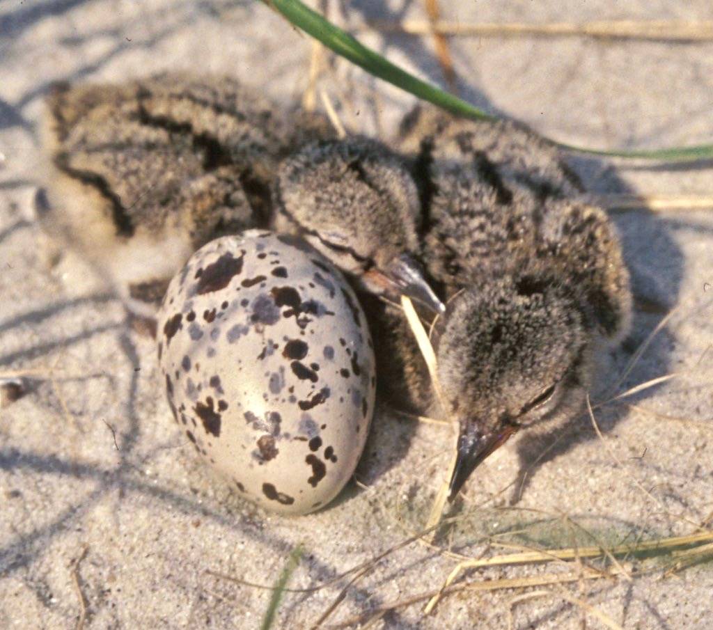 American Oystercatcher chicks by U. S. Fish and Wildlife Service - Northeast Region is marked with CC PDM 1.0
